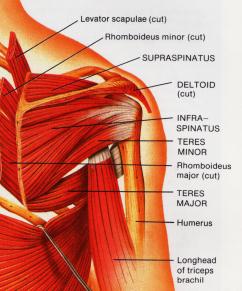 shoulder muscles